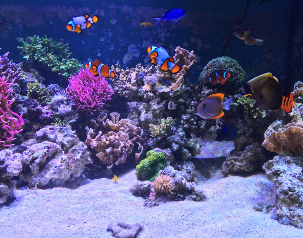 300 gallon marine reef aquarium