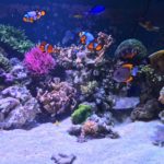 300 gallon marine reef aquarium
