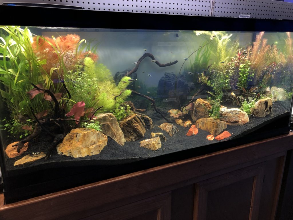 75 gallon planted aquarium
