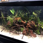 75 gallon planted aquarium