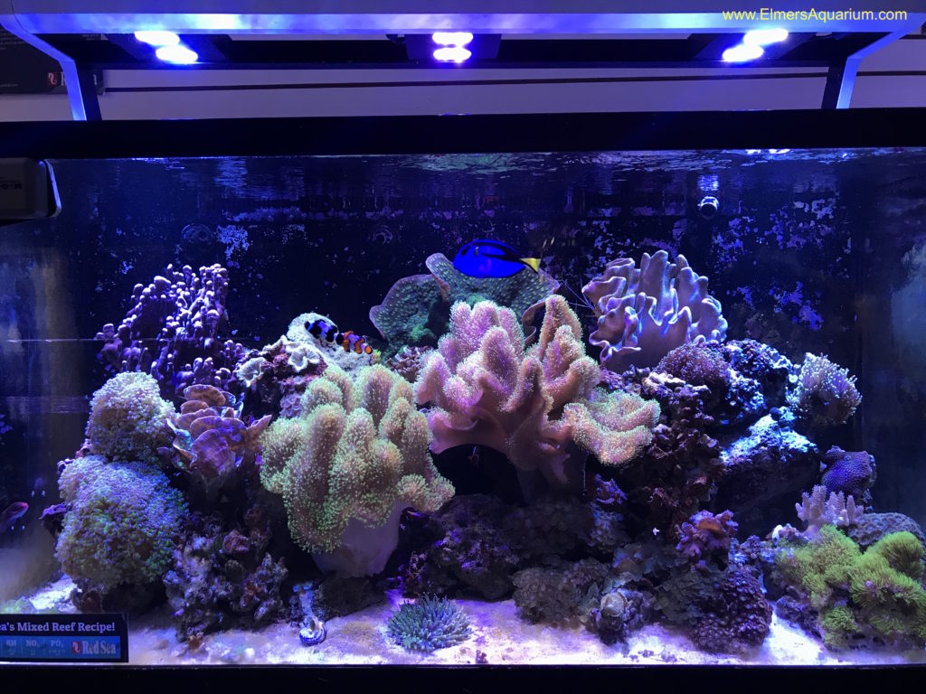 A Red Sea 135 gallon reef aquarium