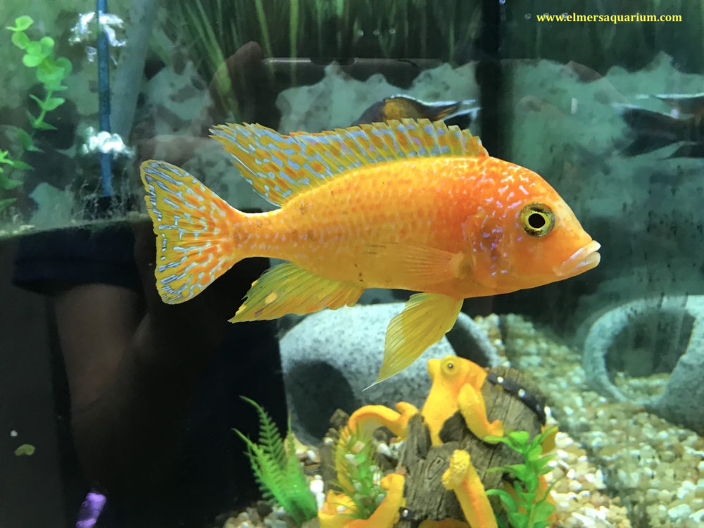 Premium Peacock Cichlid