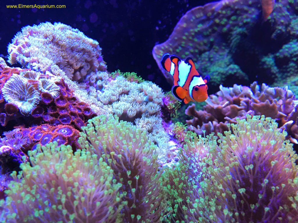 Clownfish in reef aquarium