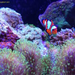 Clownfish in reef aquarium