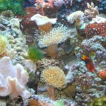 Coral reef closeup