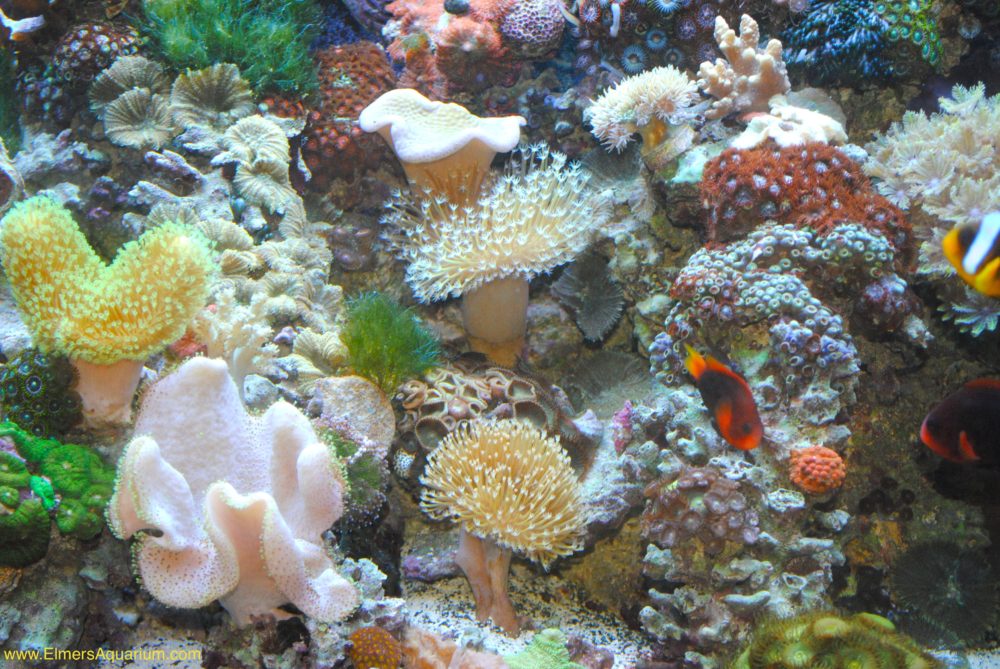 Gallery – Elmer's Aquarium