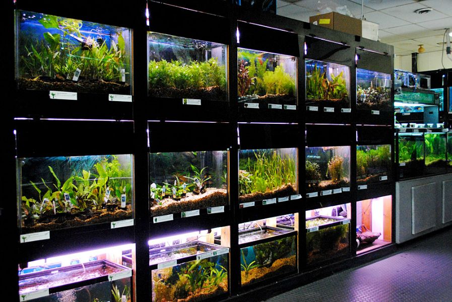 Aquatic Plants Aisle