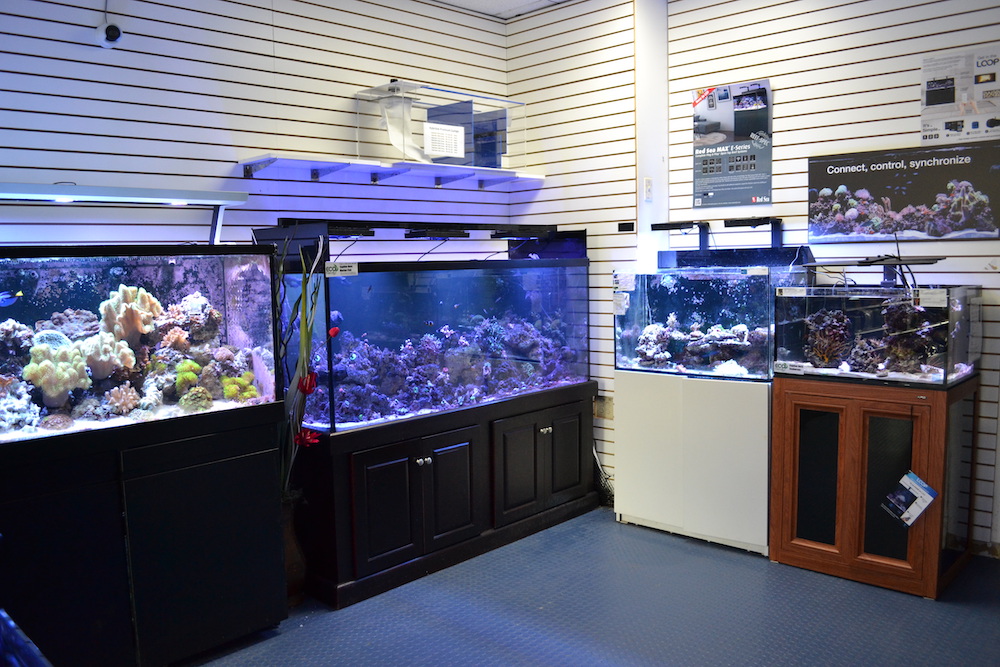 Gallery Elmer's Aquarium