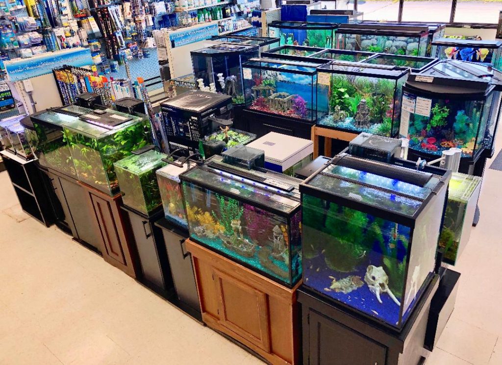 Aquarium display