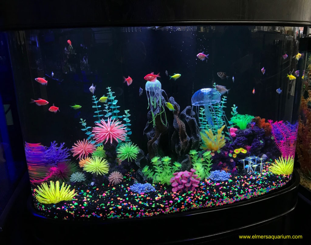 Glo Fish display aquarium