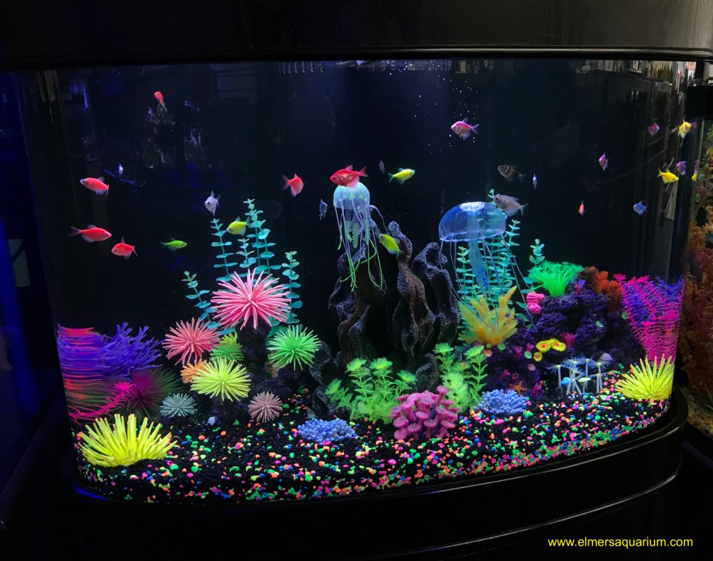 Freshwater Services – Elmer's Aquarium