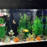 Goldfish in 300 gallon aquarium