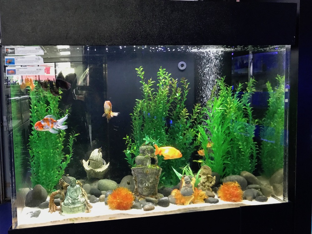 goldfish aquarium secor goldfish aquarium secor