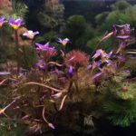 Aquatic plants with purple flowers