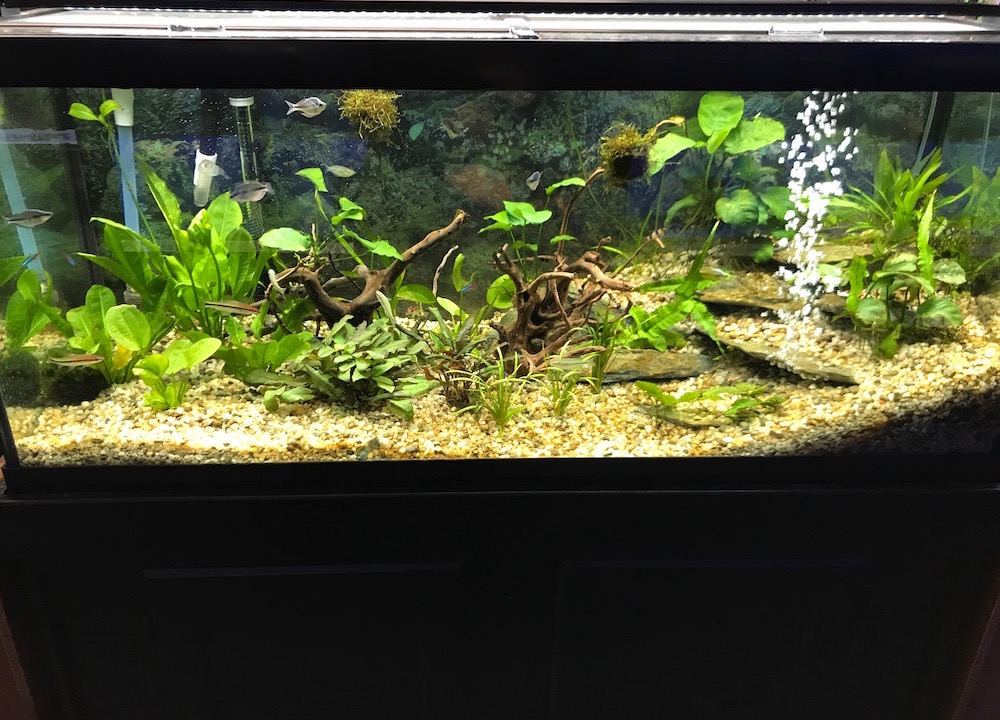 Rainbowfish planted aquarium