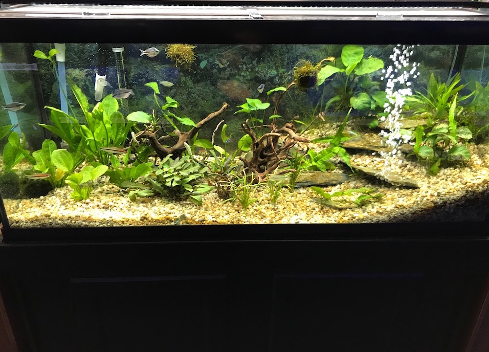 Freshwater Services – Elmer's Aquarium