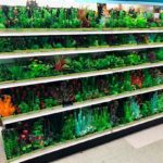 Plastic plant selection