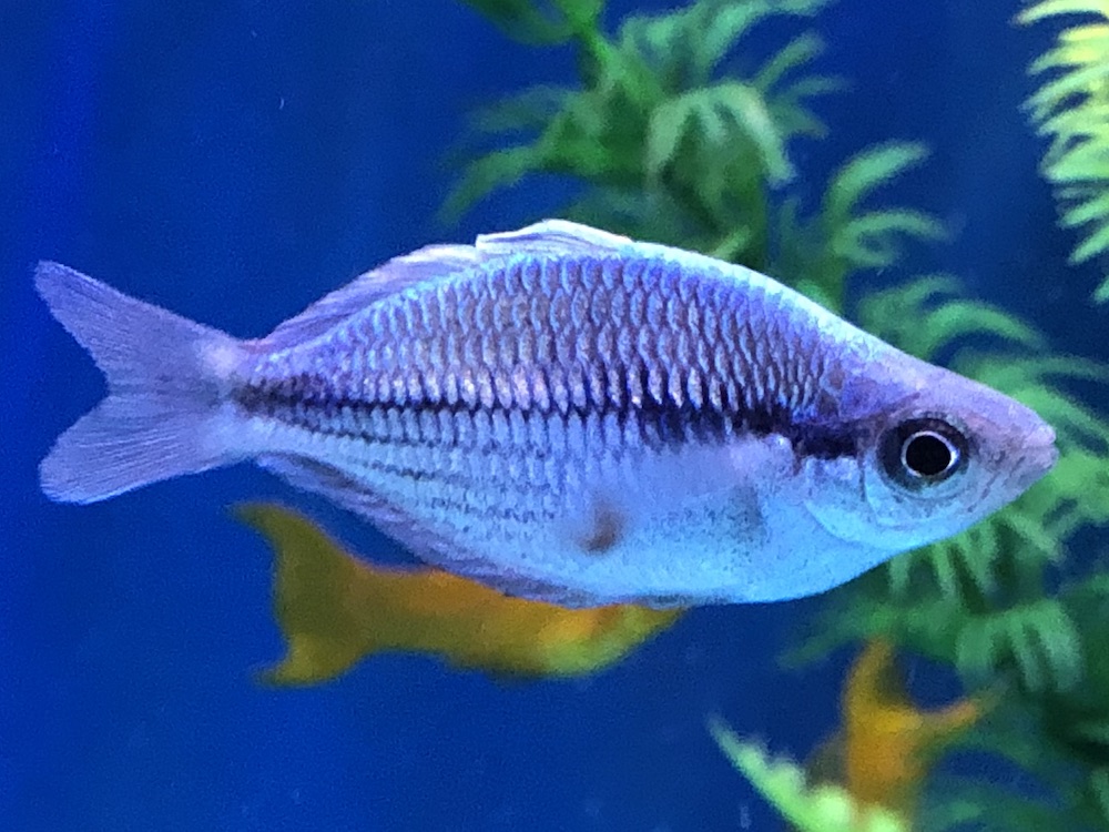 Blue Kamaka Rainbowfish