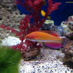 McCoskers Flasher Wrasse