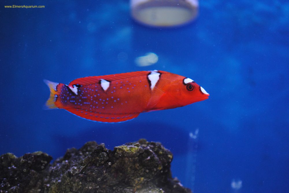 Red Coris Wrasse