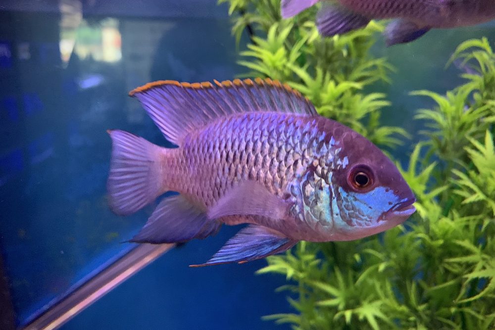 Blue acara cichlid