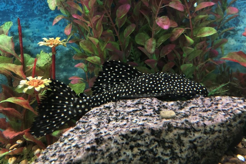 Dracula Plecostomus